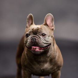 Mishka - French Bulldog