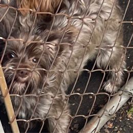 Coco - Yorkshire Terrier