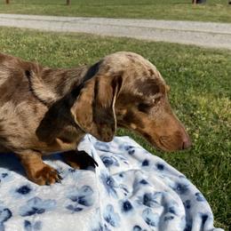 Betty - Dachshund