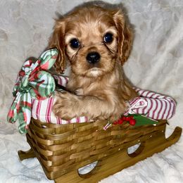 Cavalier King Charles Spaniel Puppies from Cassie’s Cavaliers