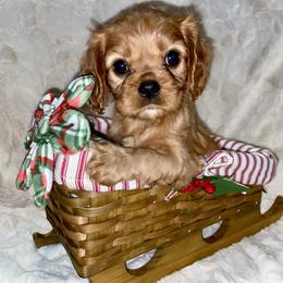 Cavalier King Charles Spaniel Puppies from Cassie’s Cavaliers