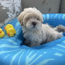 Ried - Cream male Lhasa Apso puppy in Florence, Kentucky from Ky Ritz Lhasa’s.  formerly (Karen‘a Lhasa Apsos)