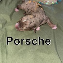 Porsche - Red merle female Toy Australian Shepherd puppy in Medical Lake, Washington from MAS Gone Rogue