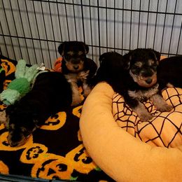 Boy 1 - Black and tan male Welsh Terrier puppy in Yorktown, Virginia from Dragon Shield Terriers