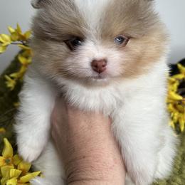 Pomeranian Puppies from Pristine Poms