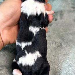 Tramp - Tri-color male Cavalier King Charles Spaniel puppy in Bedias, Texas from JSK Aussie and Cavaliers