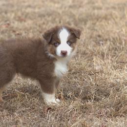 Miniature Australian Shepherd Puppies from MAC's Cirkles 8 Aussies