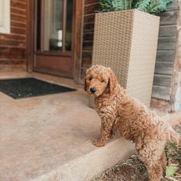 Jackson - Apricot male Goldendoodle puppy in Yukon, Oklahoma from Bows and Ties Doodles, LLC
