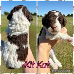 Kit Kat - Parti female Goldendoodle puppy in Caddo Mills, Texas from Fire Wife Doodles