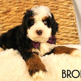 Bronx - Tri-color male Bernedoodle puppy in Casa Grande, Arizona from AzDoodle Dandies