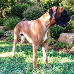 Khan - Boxer