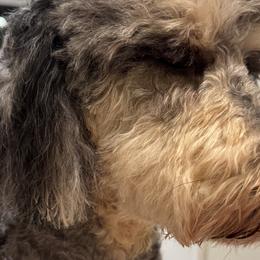 Goldendoodles from The Treasured Puppies Department