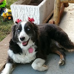 Australian Shepherd Puppies from Johnson Aussies