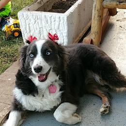 Australian Shepherd Puppies from Johnson Aussies