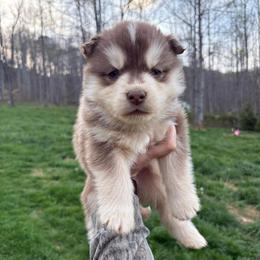 Yellow - Red and white male Siberian Husky puppy in Jonesborough, Tennessee from Dry Creek Siberians