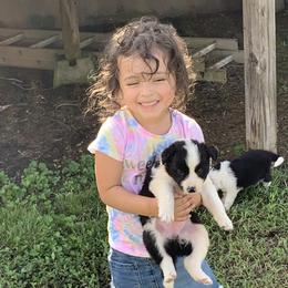 Border Collie and Miniature Australian Shepherd Puppies from RossVegas Kennels