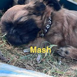 Mash - Liver male Shih Tzu puppy in Bloomfield, Indiana from Meihem Pups