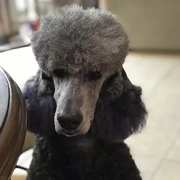 Josie - Poodle