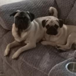 Pug puppies from adorable pug puppies