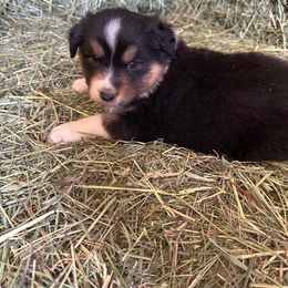 Girl 6 - Australian Shepherd puppy in Otis, Oregon from Heritage Hill Aussies