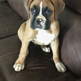 Armenian Gampr and Boxer Puppies from Moonlite Boxers
