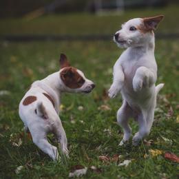Jack Russell Terrier Puppies from Fleet Street Jack Russell Terriers