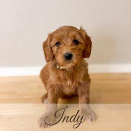 Indy - Red  female Goldendoodle puppy in Melba, Idaho from KZ Doodles
