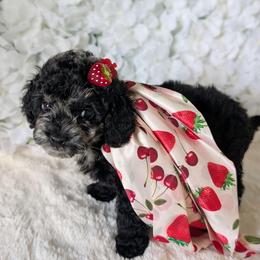 Marley - Black white and silver female Shihpoo puppy in Rockledge, Florida from Bellady's Shihpoos