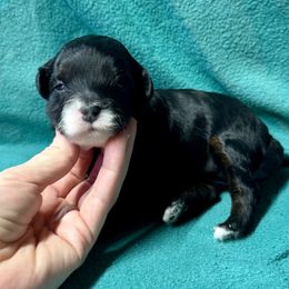 Opal - Black & tan tri-color female Maltipoo puppy in Mabelvale, Arkansas from Durham's Designer Poos