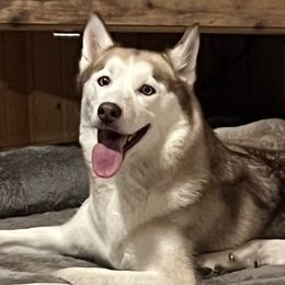 Sasha - Siberian Husky