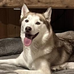 Sasha - Siberian Husky