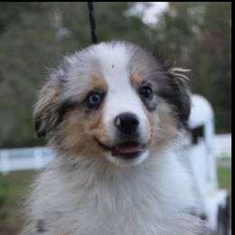 Miniature Australian Shepherd Puppies from Alexander Canines