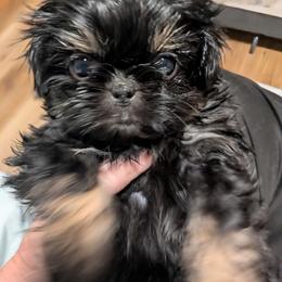 Dobie Girl 1 - Black and tan female Shih Tzu puppy in Surry, Maine from McKayla Hairston