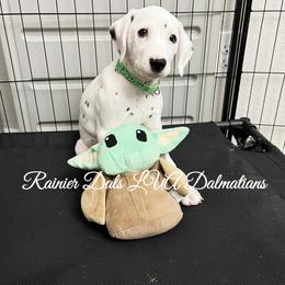 Dalmatian Puppies from Rainier DALS LUA Dalmatians of Washington