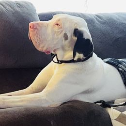 Zeus - Great Dane