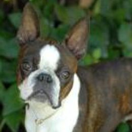 Boston Terrier All Grown Up from Alice Charette's Boston Terriers