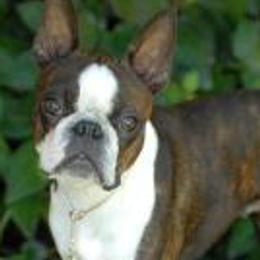 Boston Terrier All Grown Up from Alice Charette's Boston Terriers