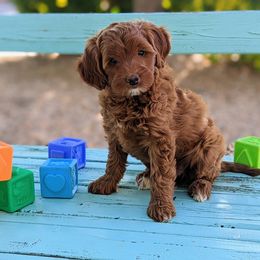 Goldendoodle Puppies from Ruby's Doodle Doos