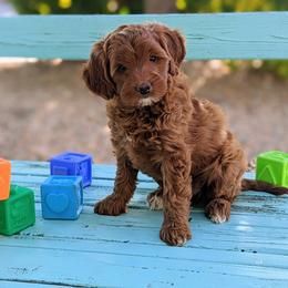 Goldendoodle Puppies from Ruby's Doodle Doos