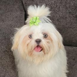 DAISY - Shih Tzu