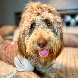 Talia - Newfipoo