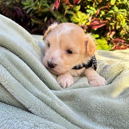 Tank - Apricot male Maltipoo puppy in Oklahoma City, Oklahoma from Red Okie Poos