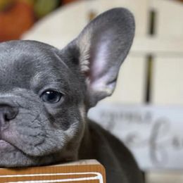 French Bulldogs from Fefe’s Frenchies LLC