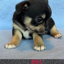 Rowdy - Black and tan male Chihuahua puppy in Harlan, Iowa from Home Grown Chihuahuas From Iowa