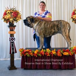 GiGi - Mastiff