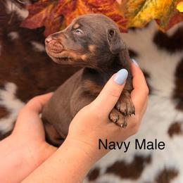 1 red - Red and rust male Doberman Pinscher puppy in Fraziers Bottom, West Virginia from Loyal Hearts Farm / RK's Dobermans