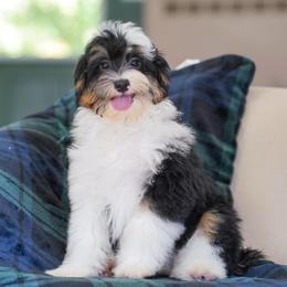 Elliot (socialization program student) - Tri-color male Bernedoodle puppy in Dundee, Ohio from Down Home Doodle