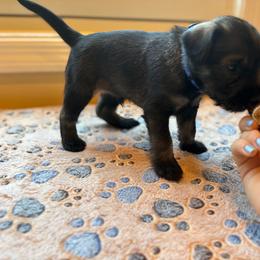 Standard Schnauzer Puppies from Harbor Hill Standard Schnauzers