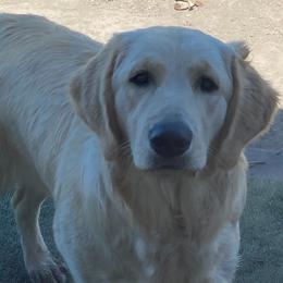 Golden Retrievers and Labrador Retrievers from North Coast Retrievers