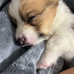 Pembroke Welsh Corgi Puppies from Alegandra’s Pembroke Welsh Corgis